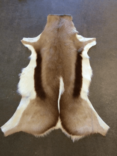 Specialty Skin - South African Springbok