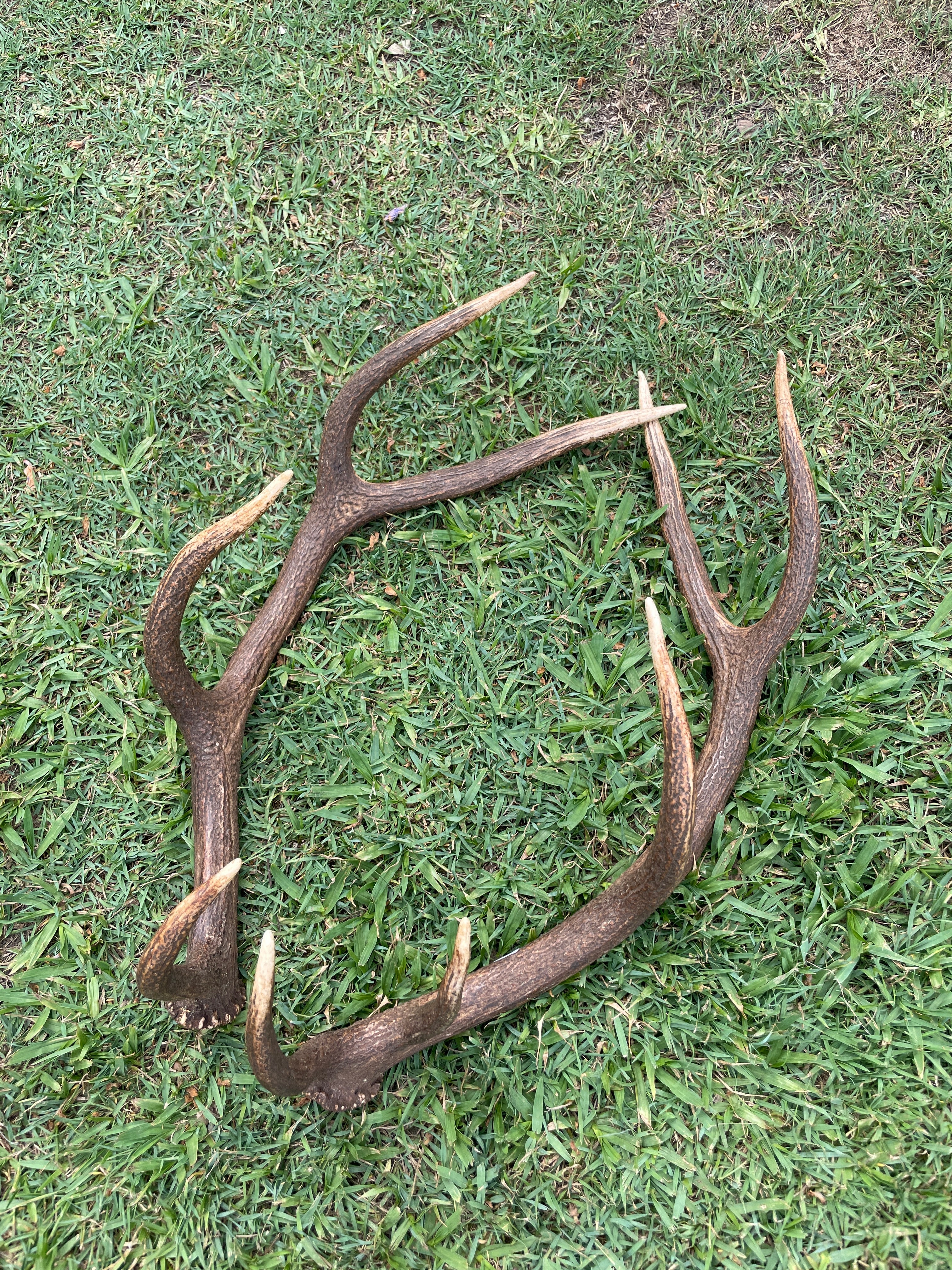 Antler Pairs