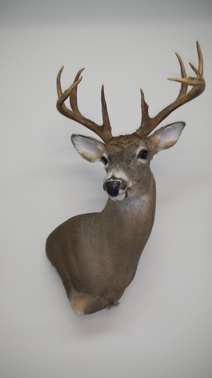 Antlers and Head Mounts