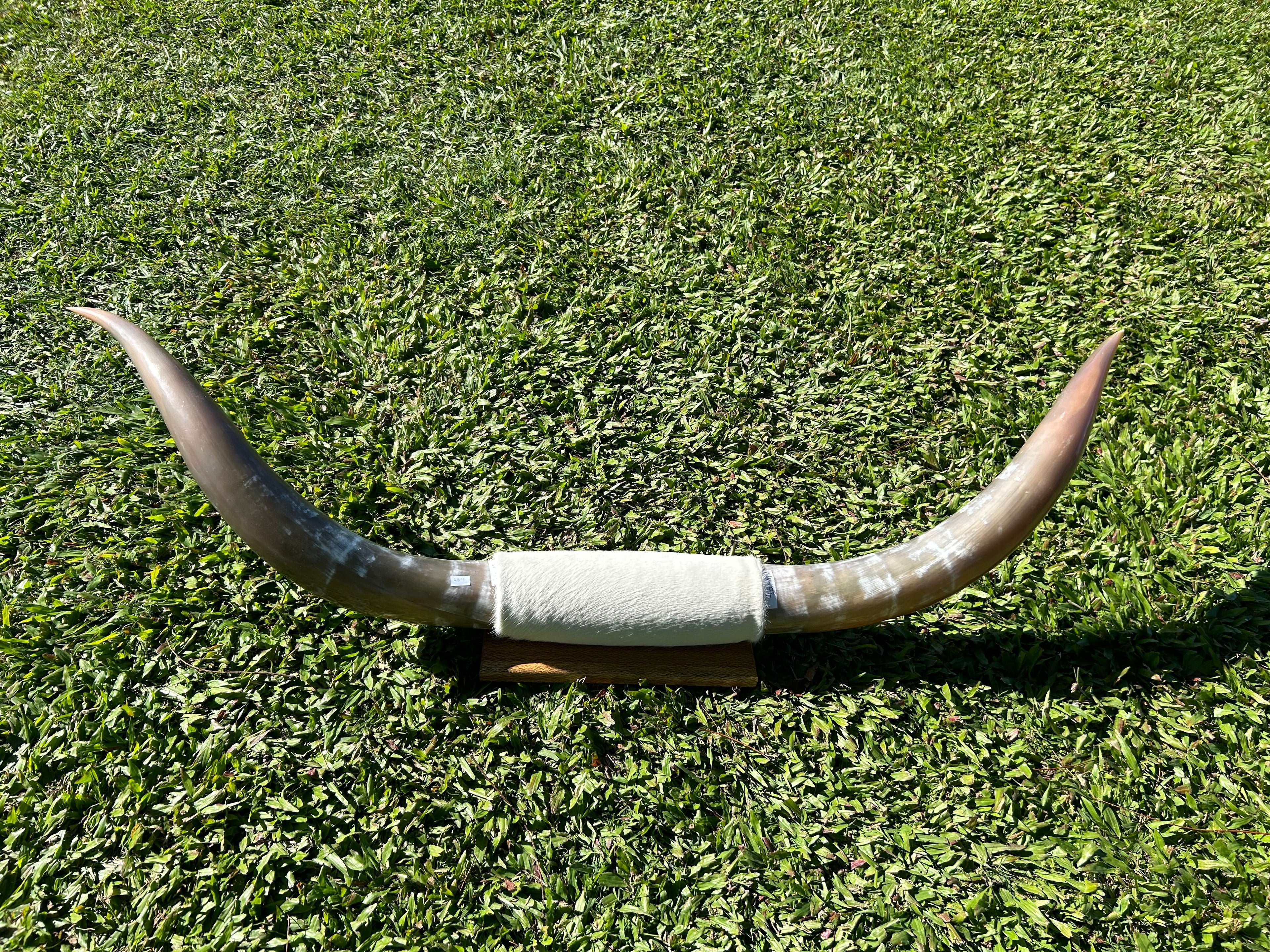 Mini Mounted Cowhorns