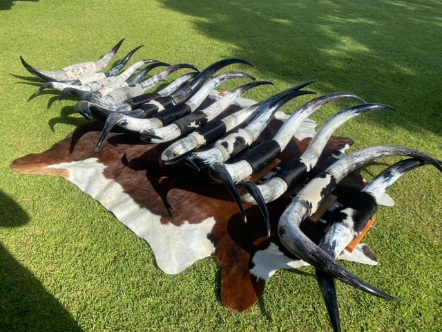 Mounted Cowhorns