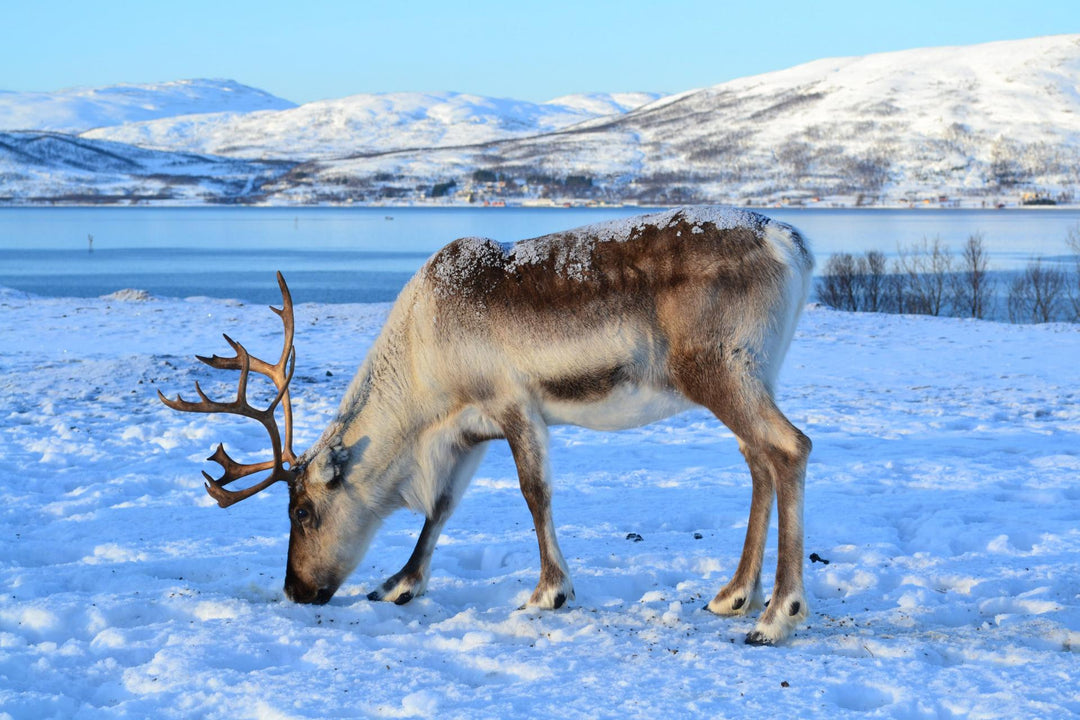 Reindeer Skins