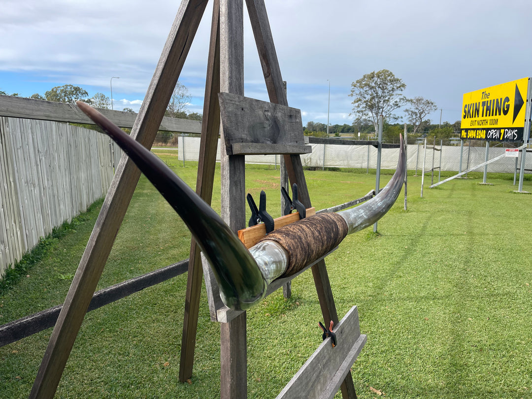 Mounted Cow Horns 49 (delivery extra on request)