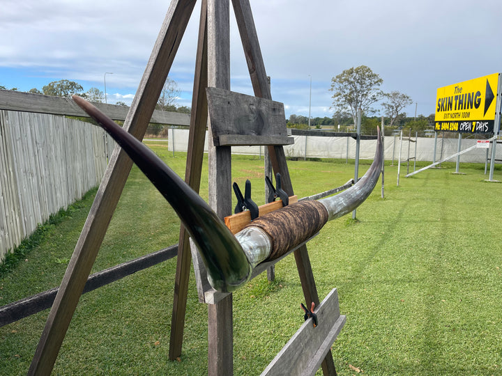 Mounted Cow Horns 49 (delivery extra on request)