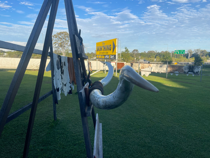 Mounted Cow Horns 32 (delivery extra on request)