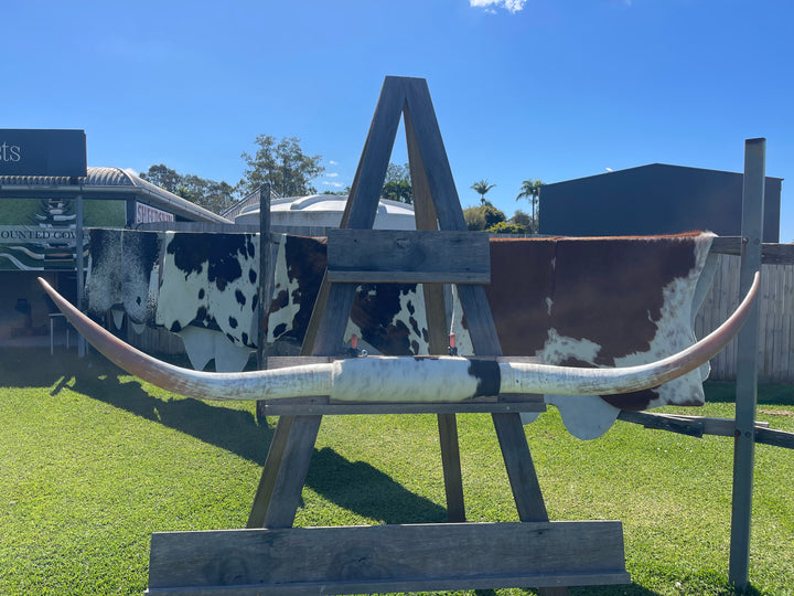 Mounted Cow Horns 43 (delivery extra on request)