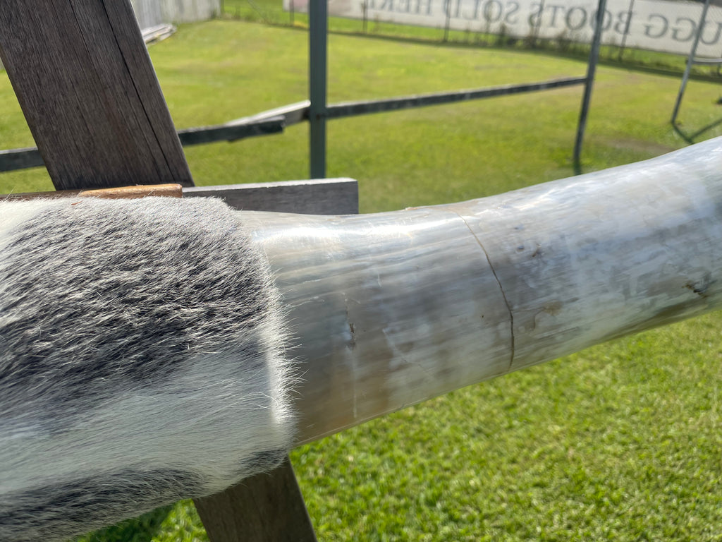 Mounted Cow Horns 38 (delivery extra on request)