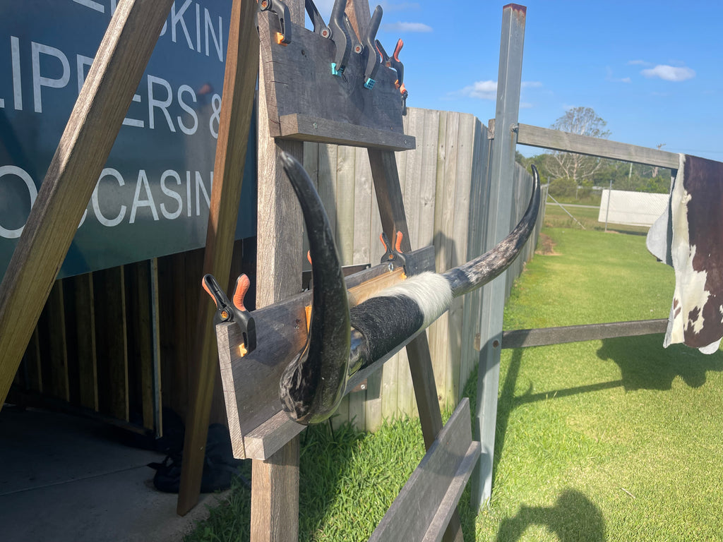 Mounted Cow Horns 43 (delivery extra on request)