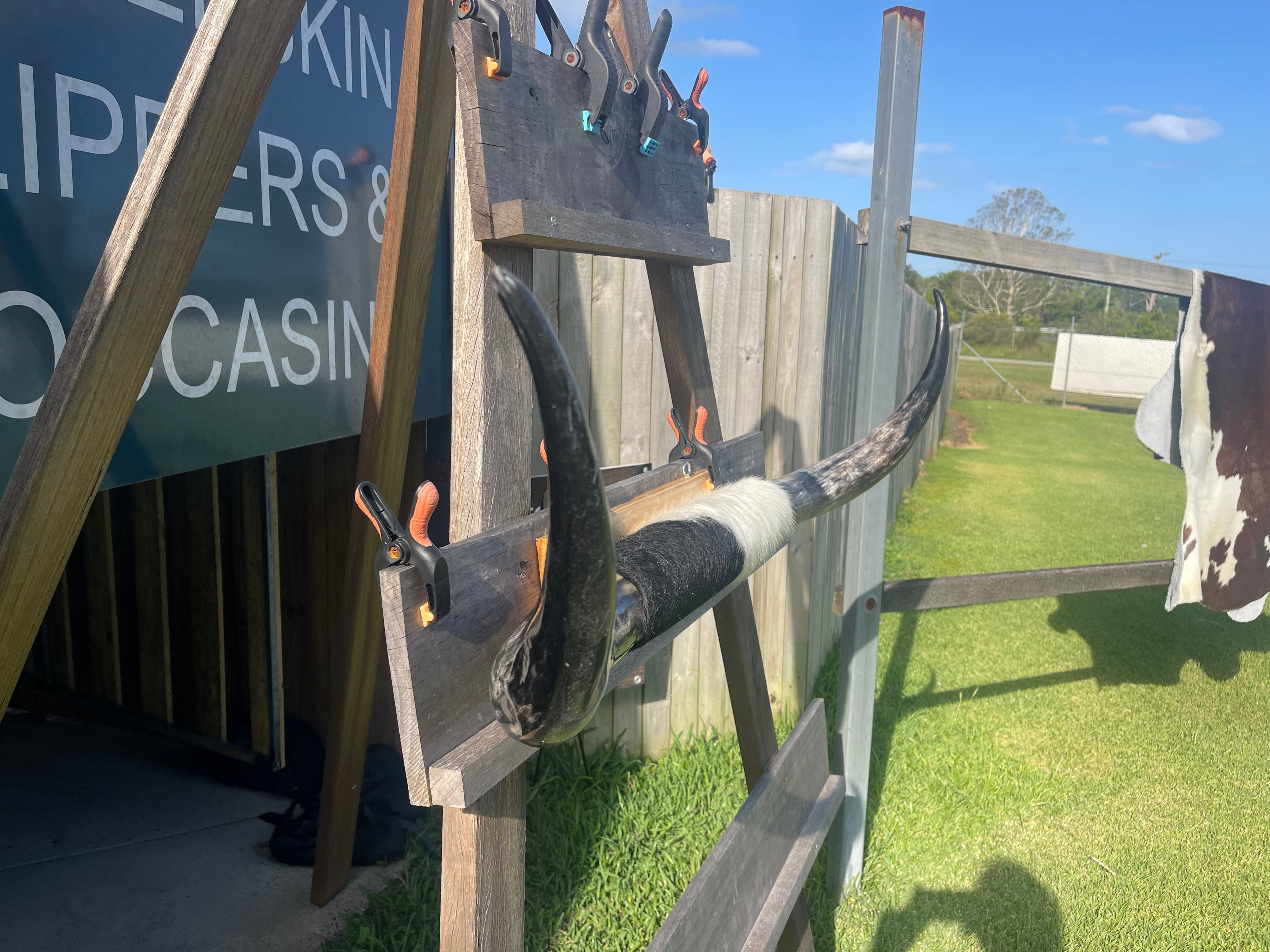 Mounted Cow Horns 43 (delivery extra on request)