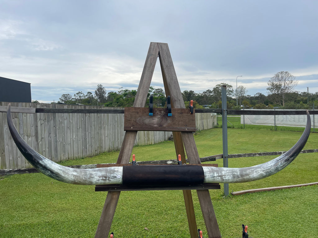 Mounted Cow Horns 16 (delivery extra on request)