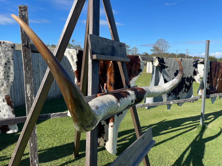 Mounted Cow Horns 06 (delivery extra on request)