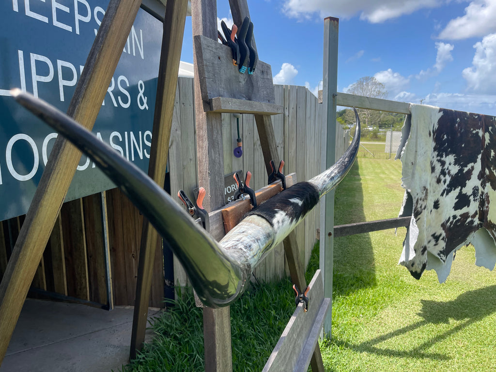 Mounted Cow Horns 40 (delivery extra on request)