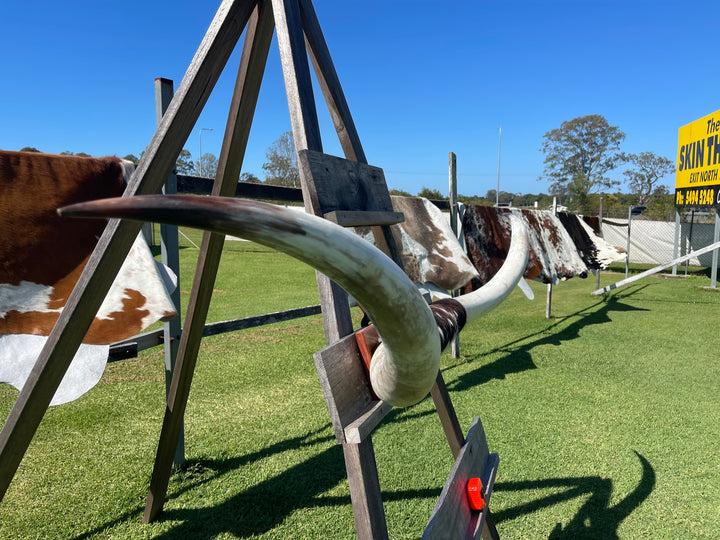 Mounted Cow Horns 33 (delivery extra on request)