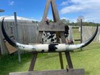 Mounted Cow Horns 05 (delivery extra on request)