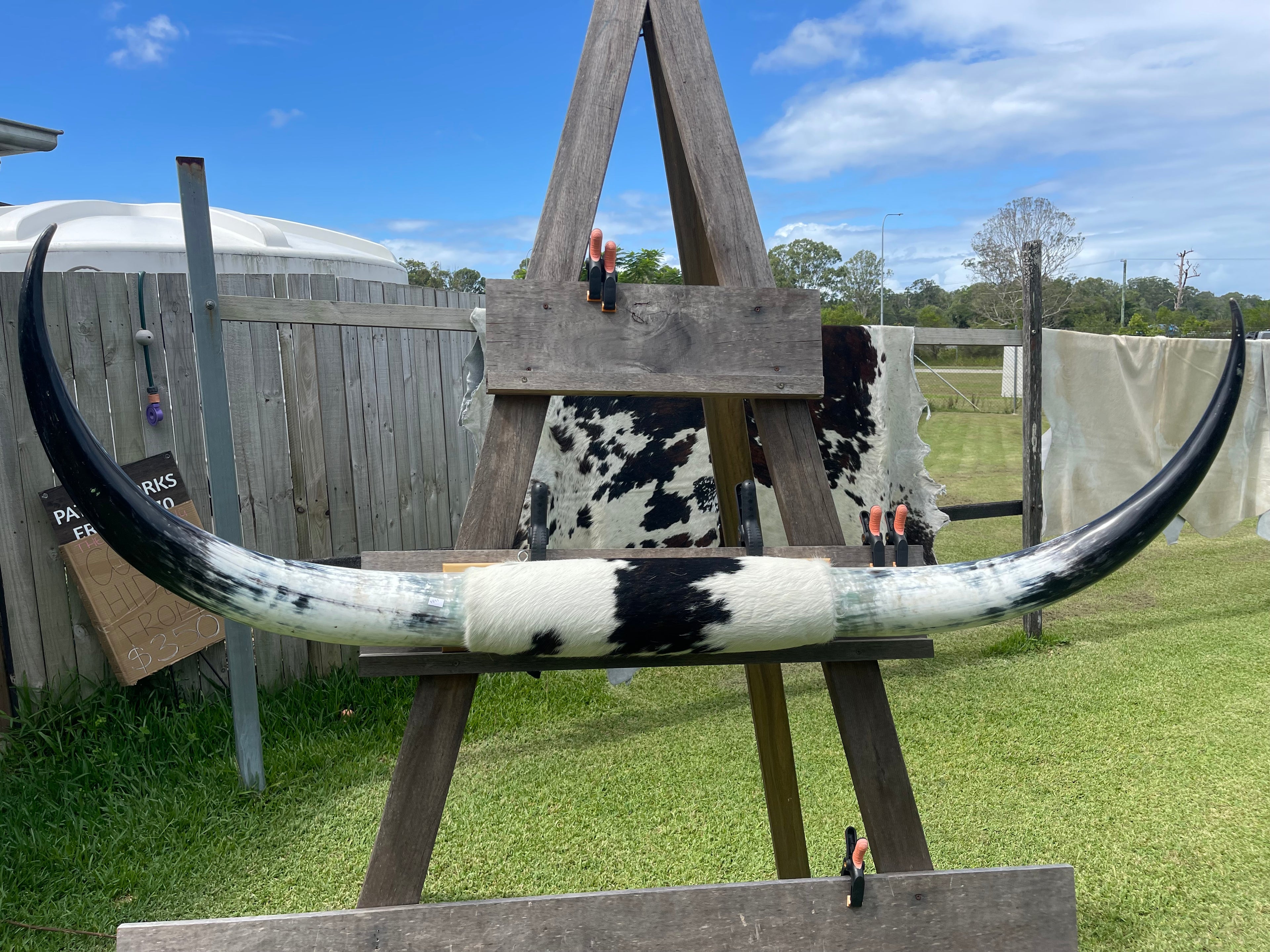 Mounted Cow Horns 05 (delivery extra on request)