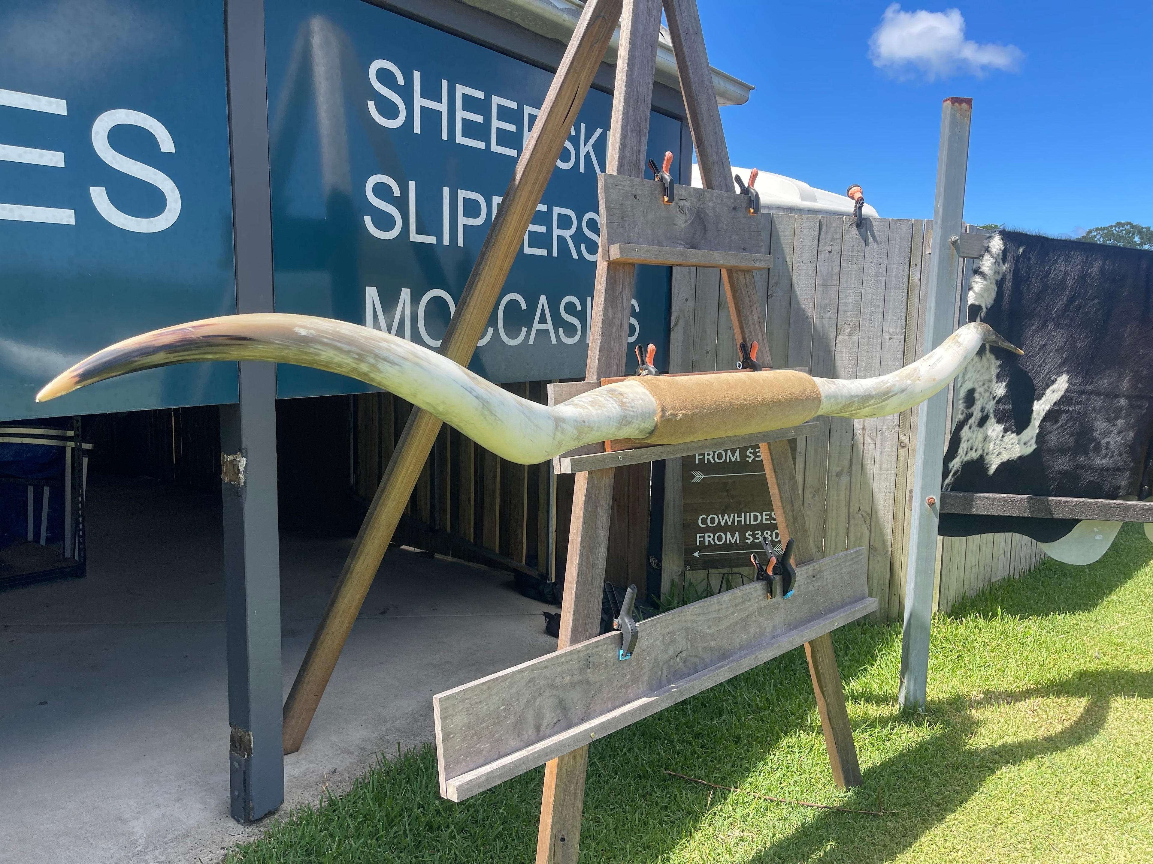 Mounted Cow Horns 07 (delivery extra on request) huge set