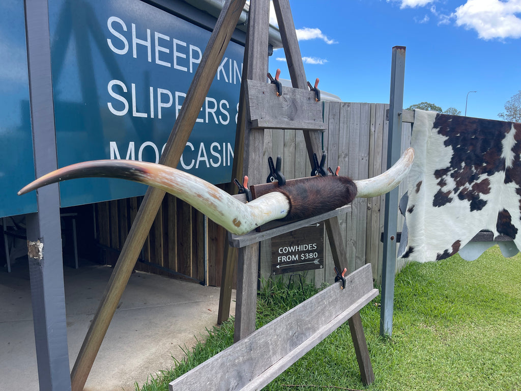 Mounted Cow Horns 50 (this set free delivery, can be dismantled )