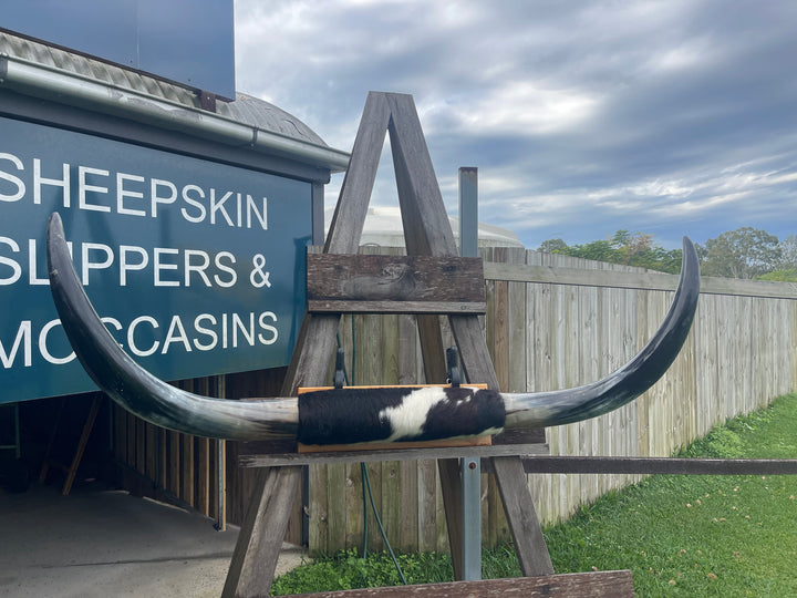 Mounted Cow Horns 06 (delivery extra on request)