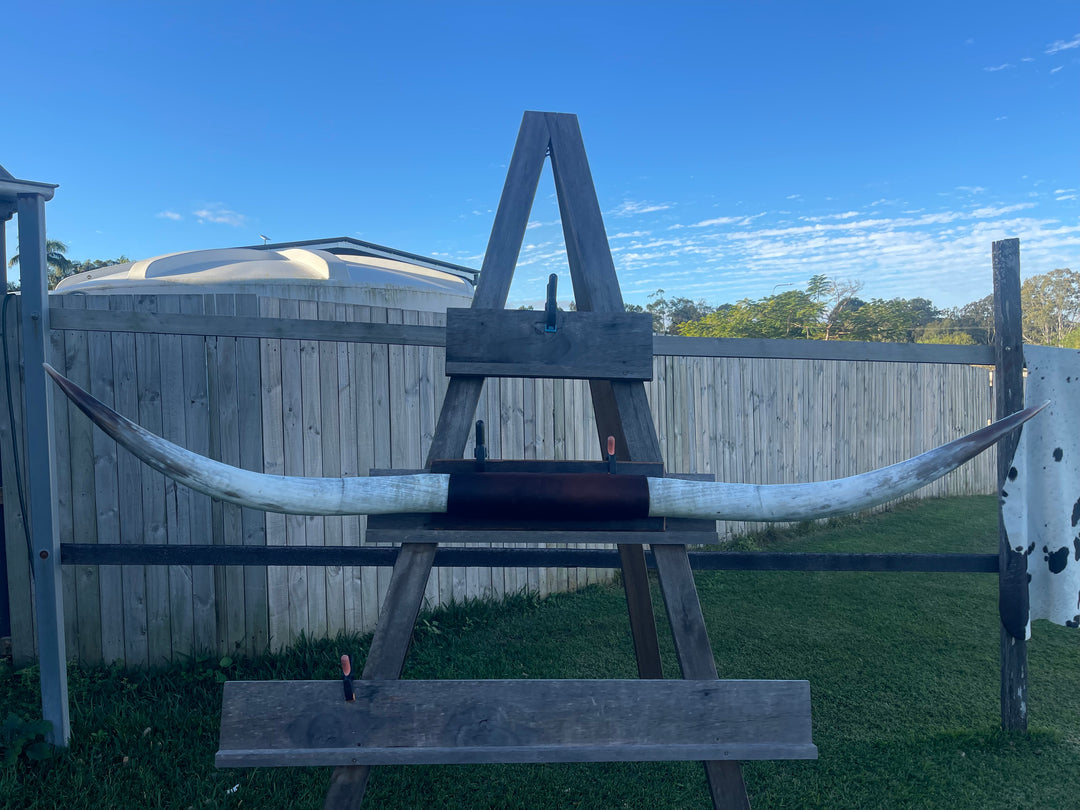 Mounted Cow Horns 30 (delivery extra on request)