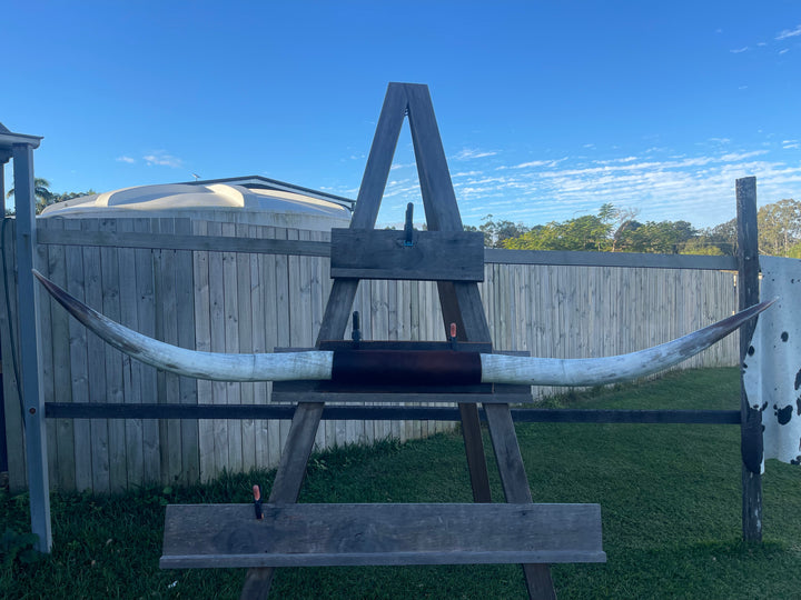Mounted Cow Horns 30 (delivery extra on request)