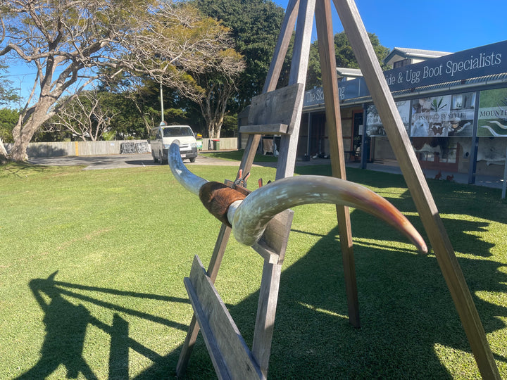 Mounted Cow Horns 17 (delivery extra on request)