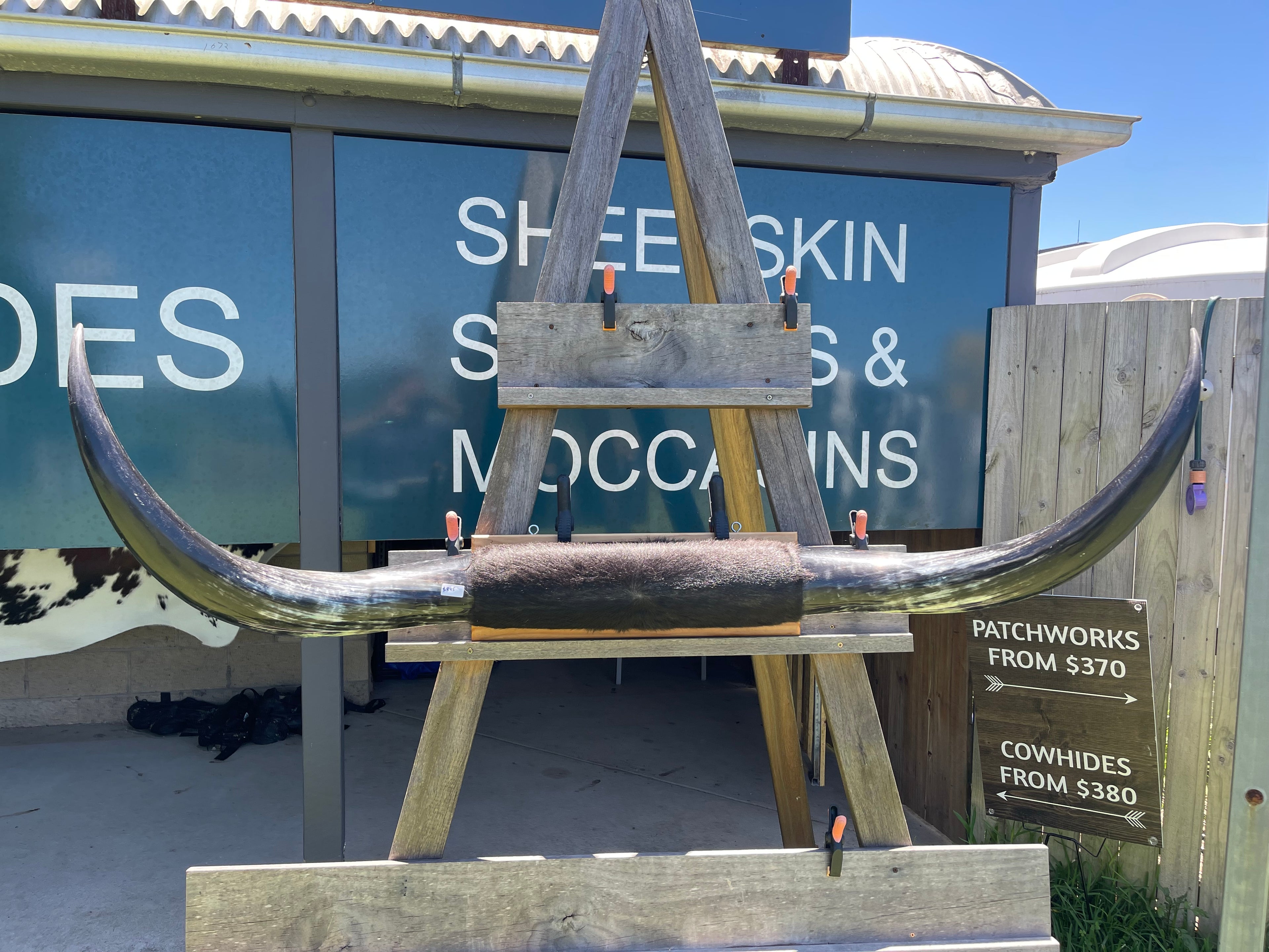 Mounted Cow Horns 11 (delivery extra on request)