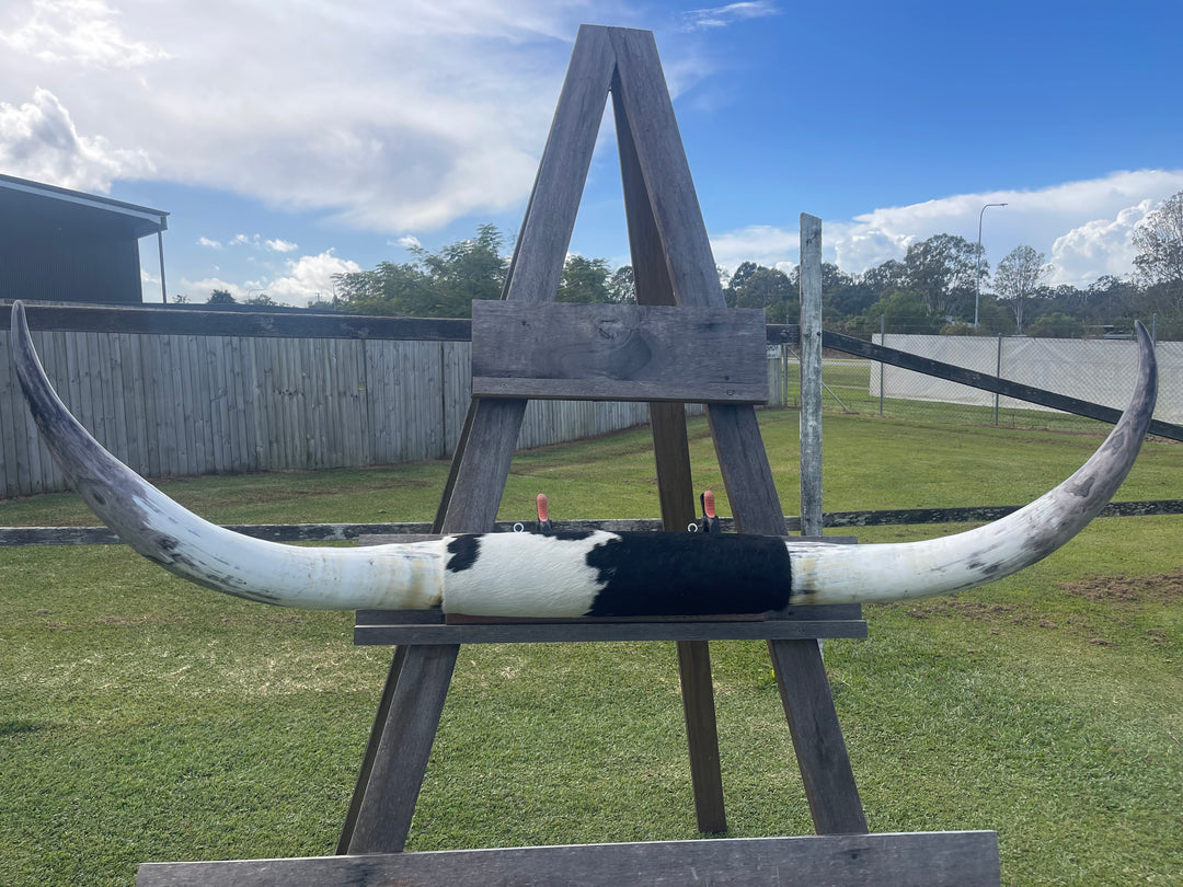 Mounted Cow Horns 43 (delivery extra on request)
