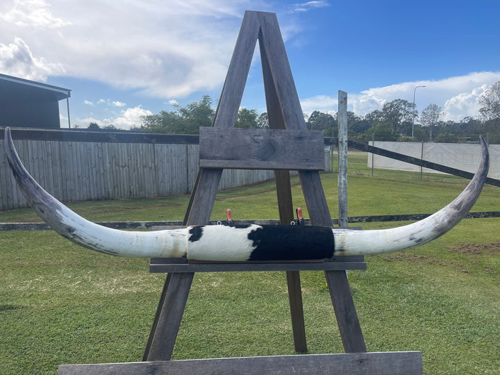 Mounted Cow Horns 43 (delivery extra on request)