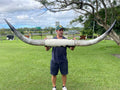 Mounted Cow Horns 33 (delivery extra on request)
