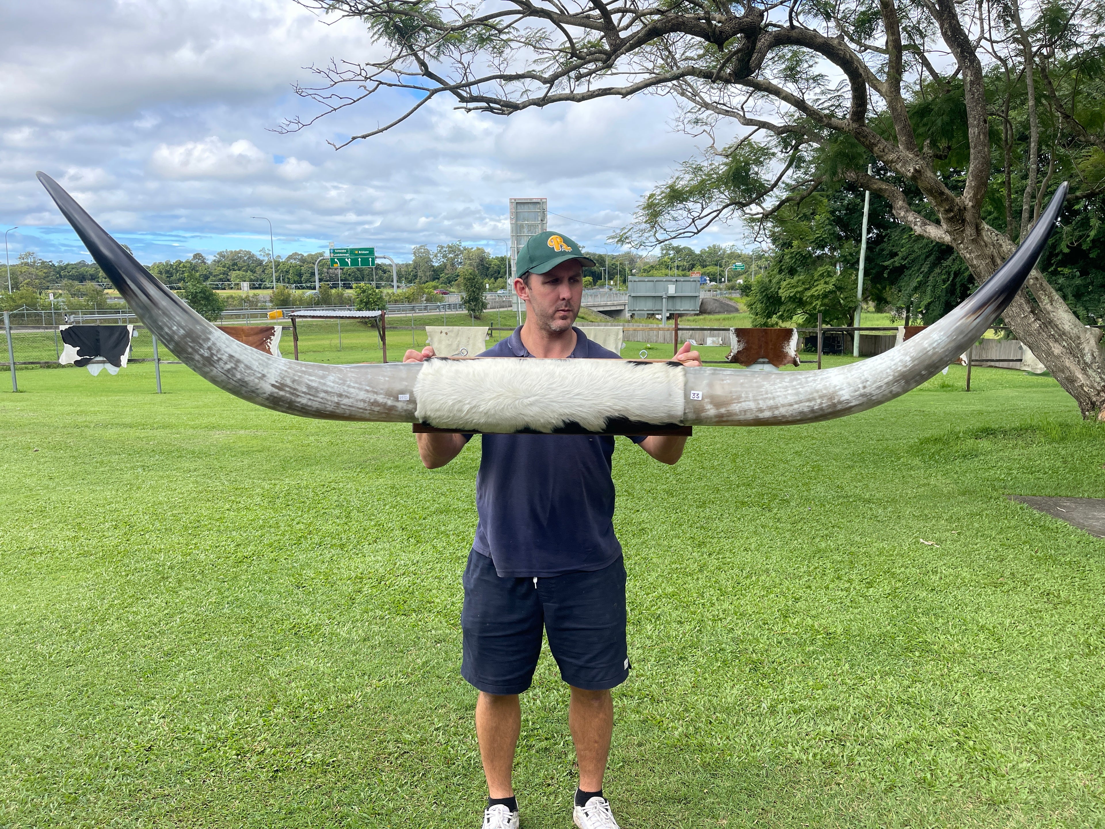 Mounted Cow Horns 33 (delivery extra on request)