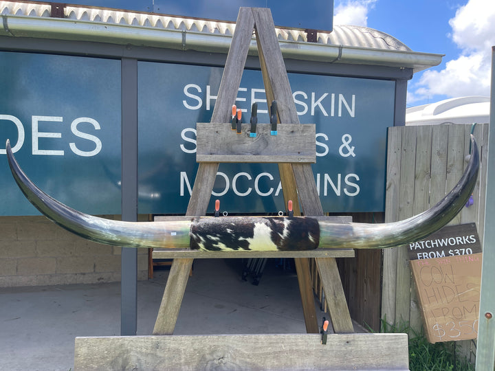 Mounted Cow Horns 25 (delivery extra on request)