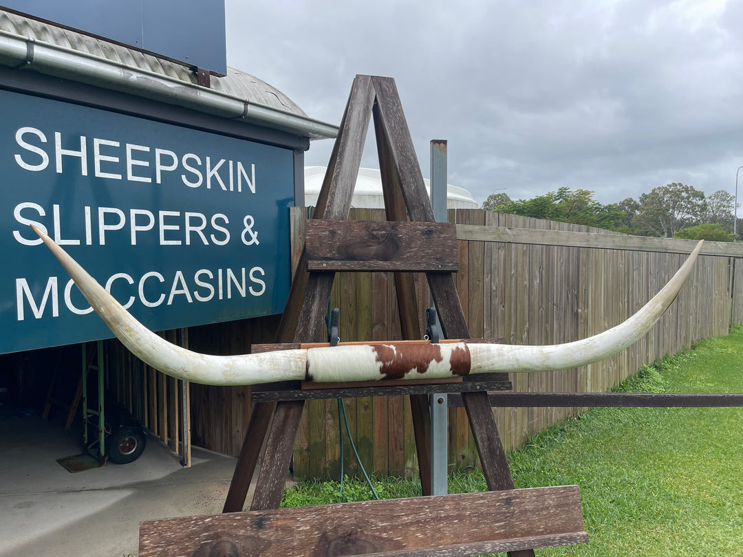 Mounted Cow Horns 45 (delivery extra on request)