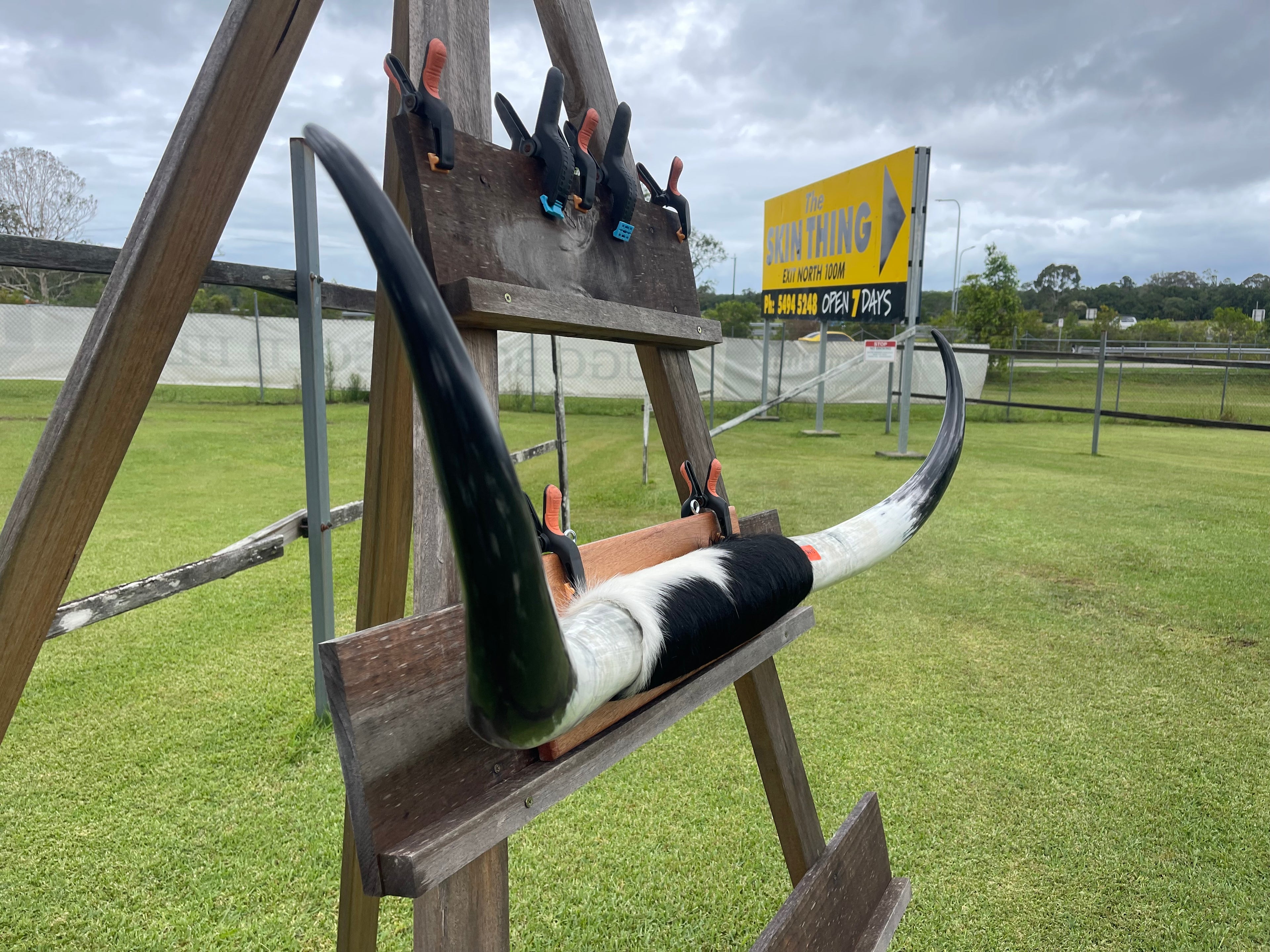 Mounted Cow Horns 19 (delivery extra on request)