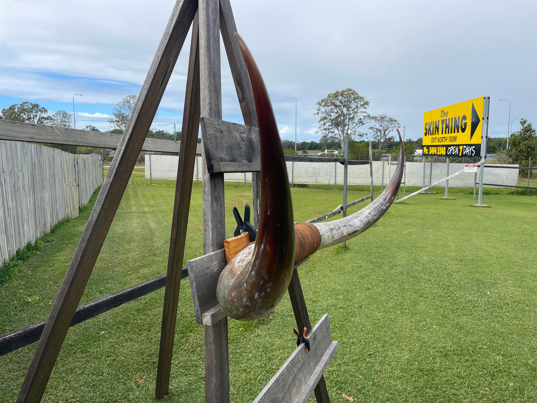 Mounted Cow Horns 16 (delivery extra on request)