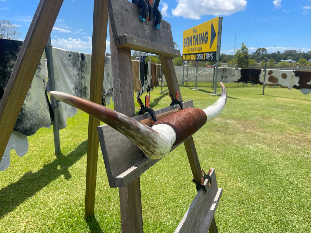 Mounted Cow Horns 11 (delivery extra on request)