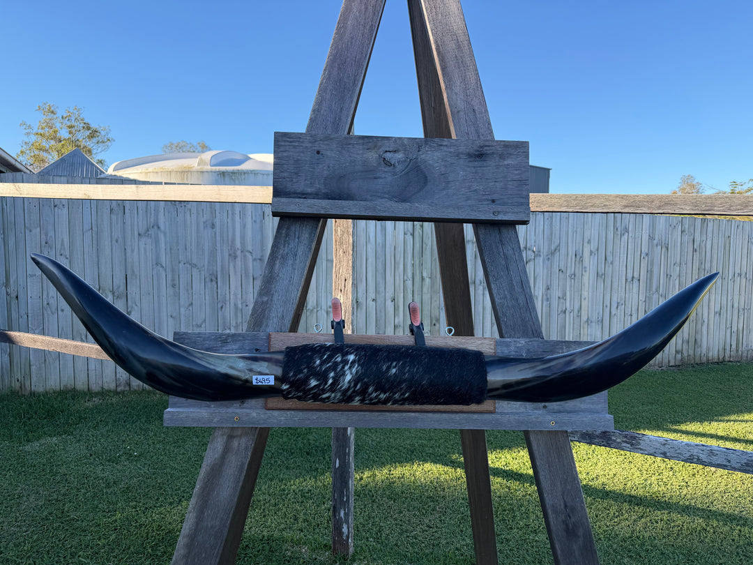 Mounted Cow Horns 31 (delivery extra on request)