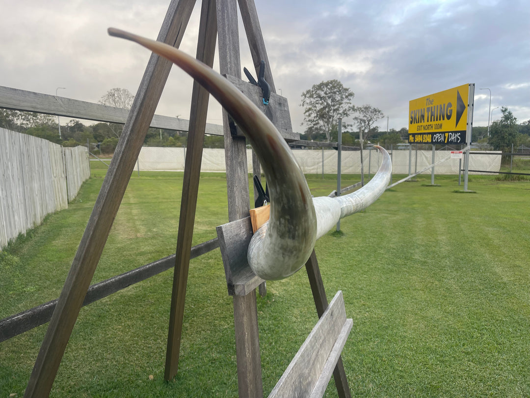 Mounted Cow Horns 11 (delivery extra on request)