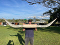 Mounted Cow Horns 41 (delivery extra on request)