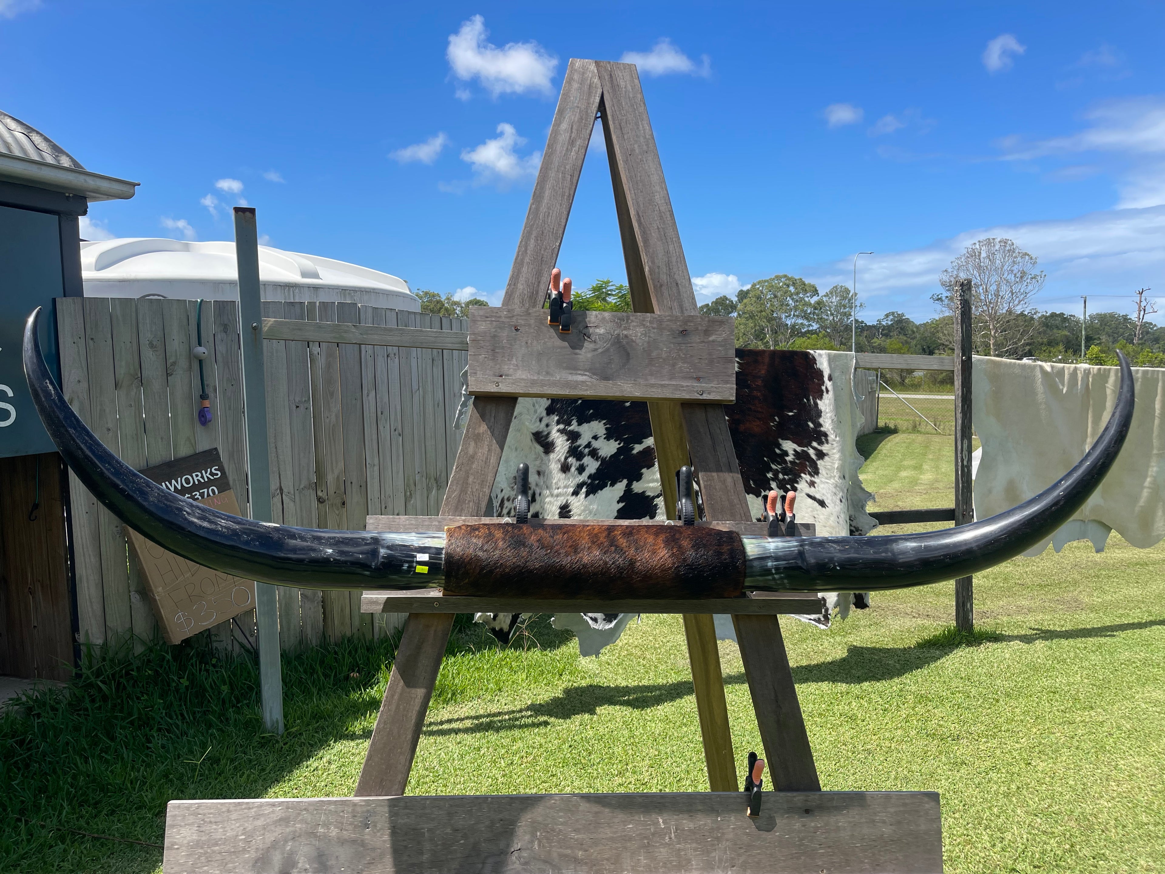 Mounted Cow Horns 21 (delivery extra on request)