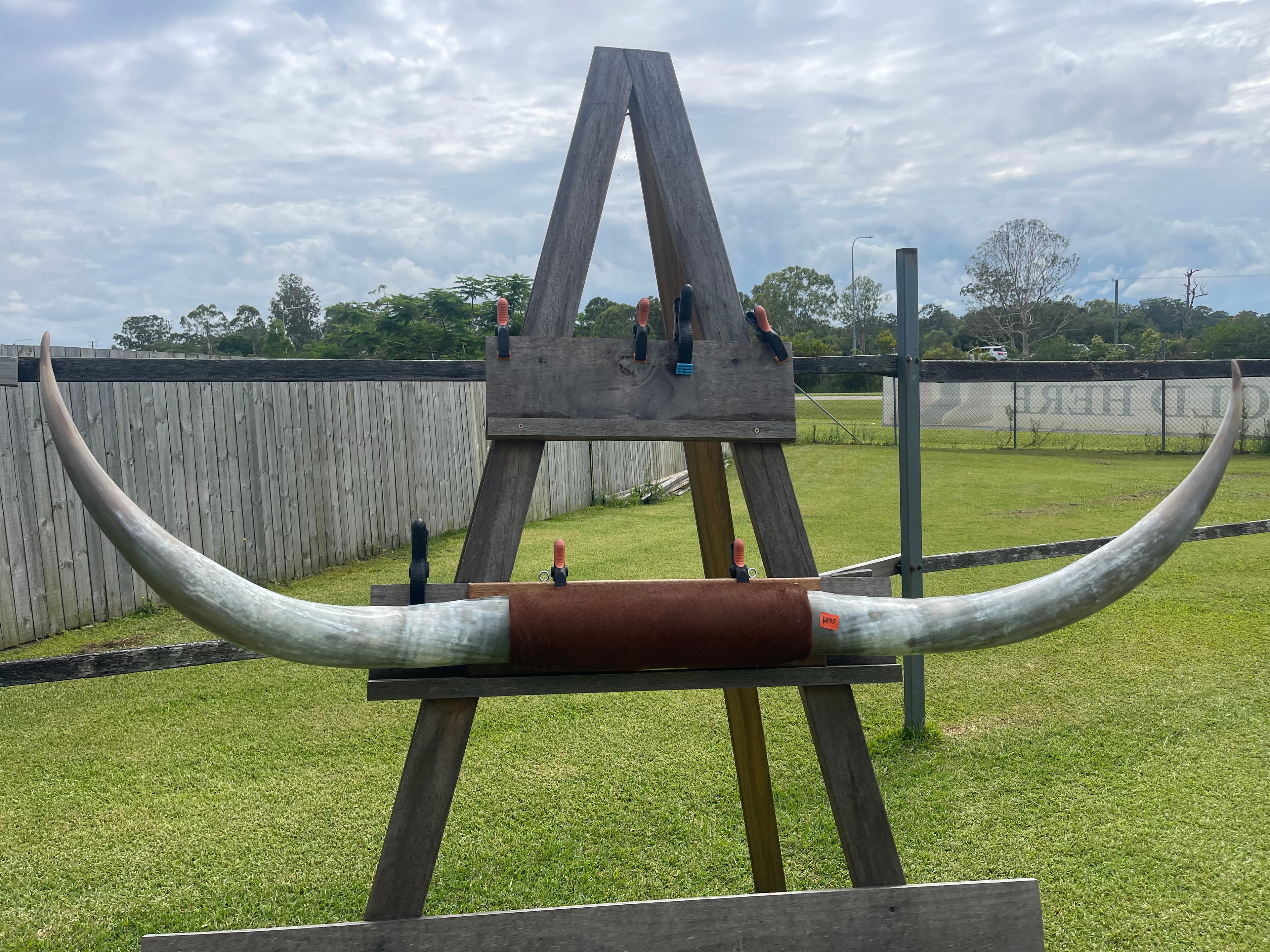 Mounted Cow Horns 19 (delivery extra on request)