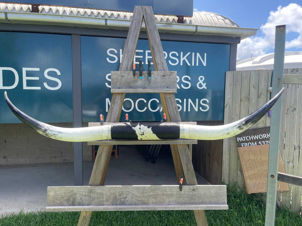 Mounted Cow Horns 47 (delivery extra on request)