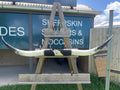 Mounted Cow Horns 47 (delivery extra on request)