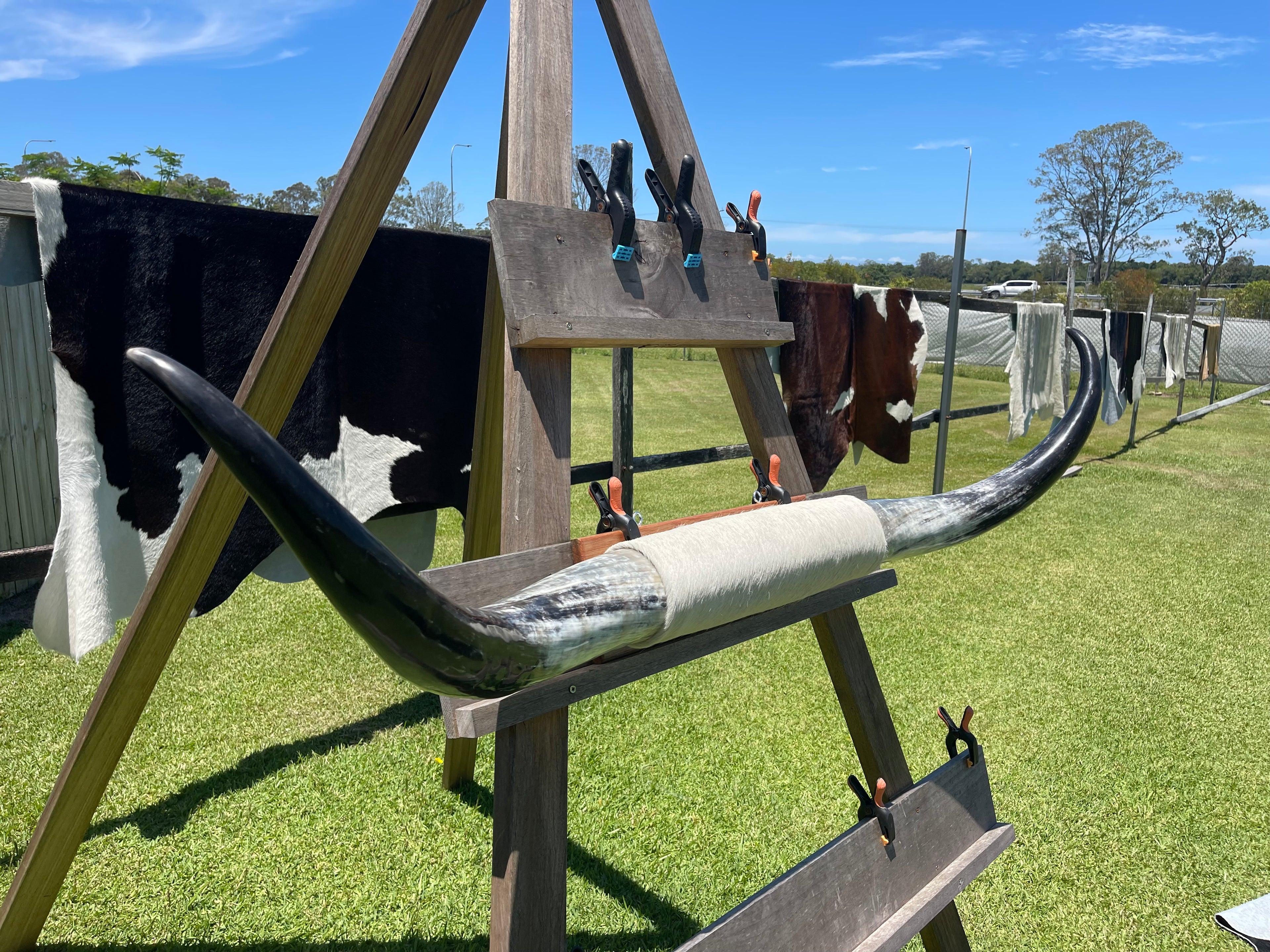 Mounted Cow Horns 24 (delivery extra on request)