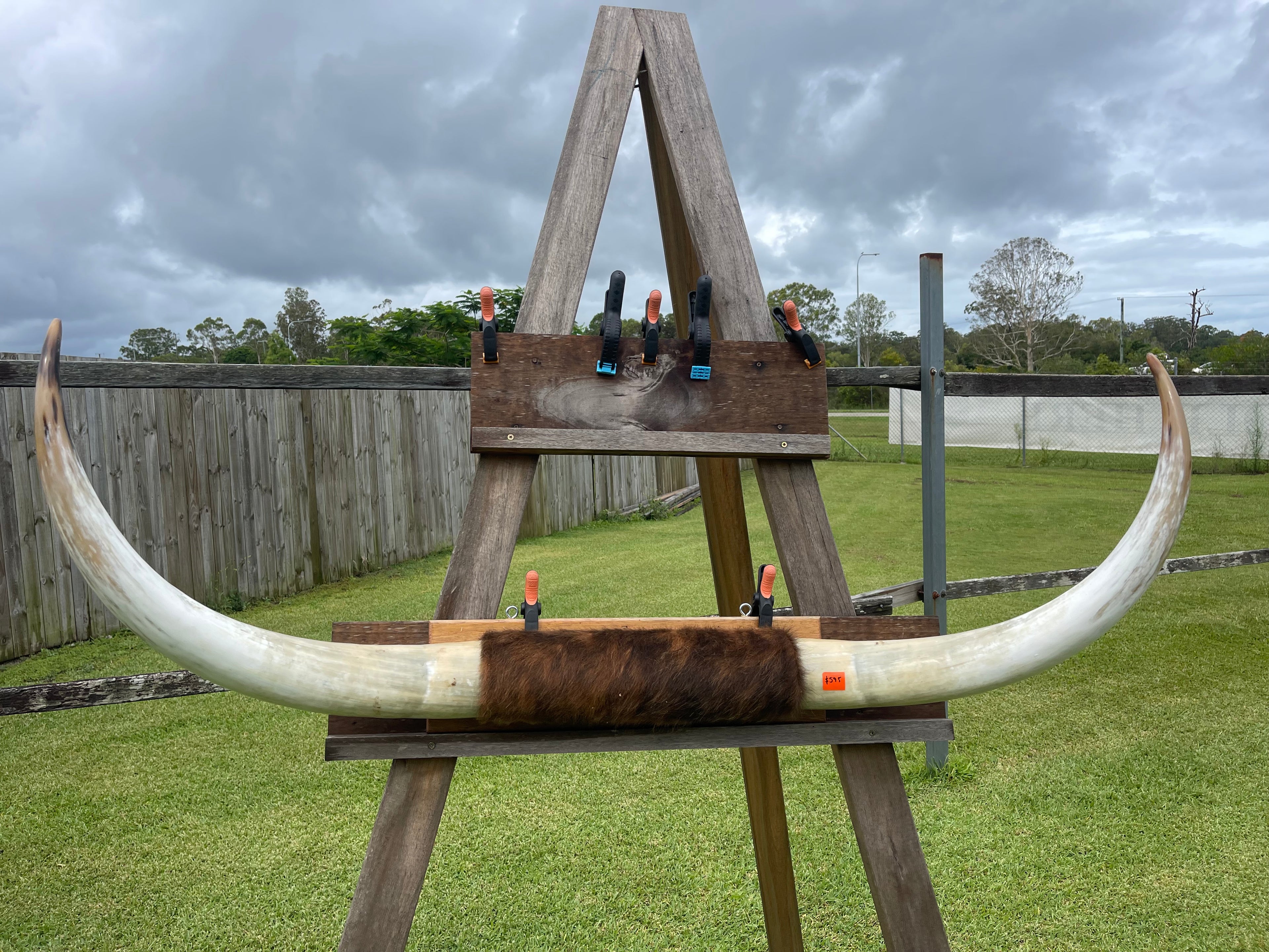 Mounted Cow Horns 16 (delivery extra on request)