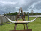 Mounted Cow Horns 55 (this set free delivery,comes dismantled )