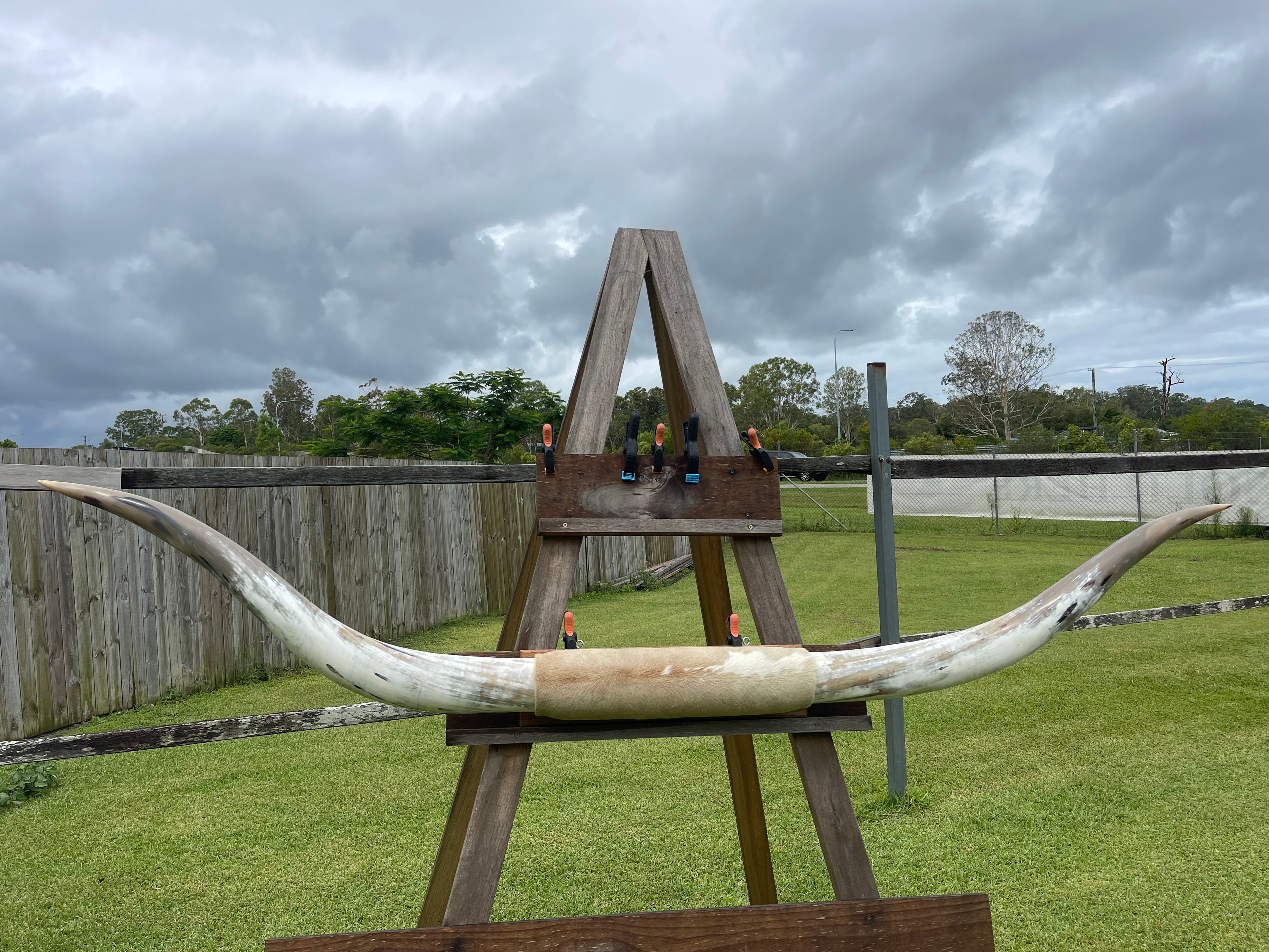 Mounted Cow Horns 55 (this set free delivery,comes dismantled )