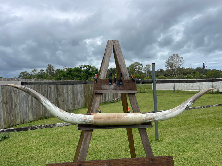 Mounted Cow Horns 55 (this set free delivery,comes dismantled )