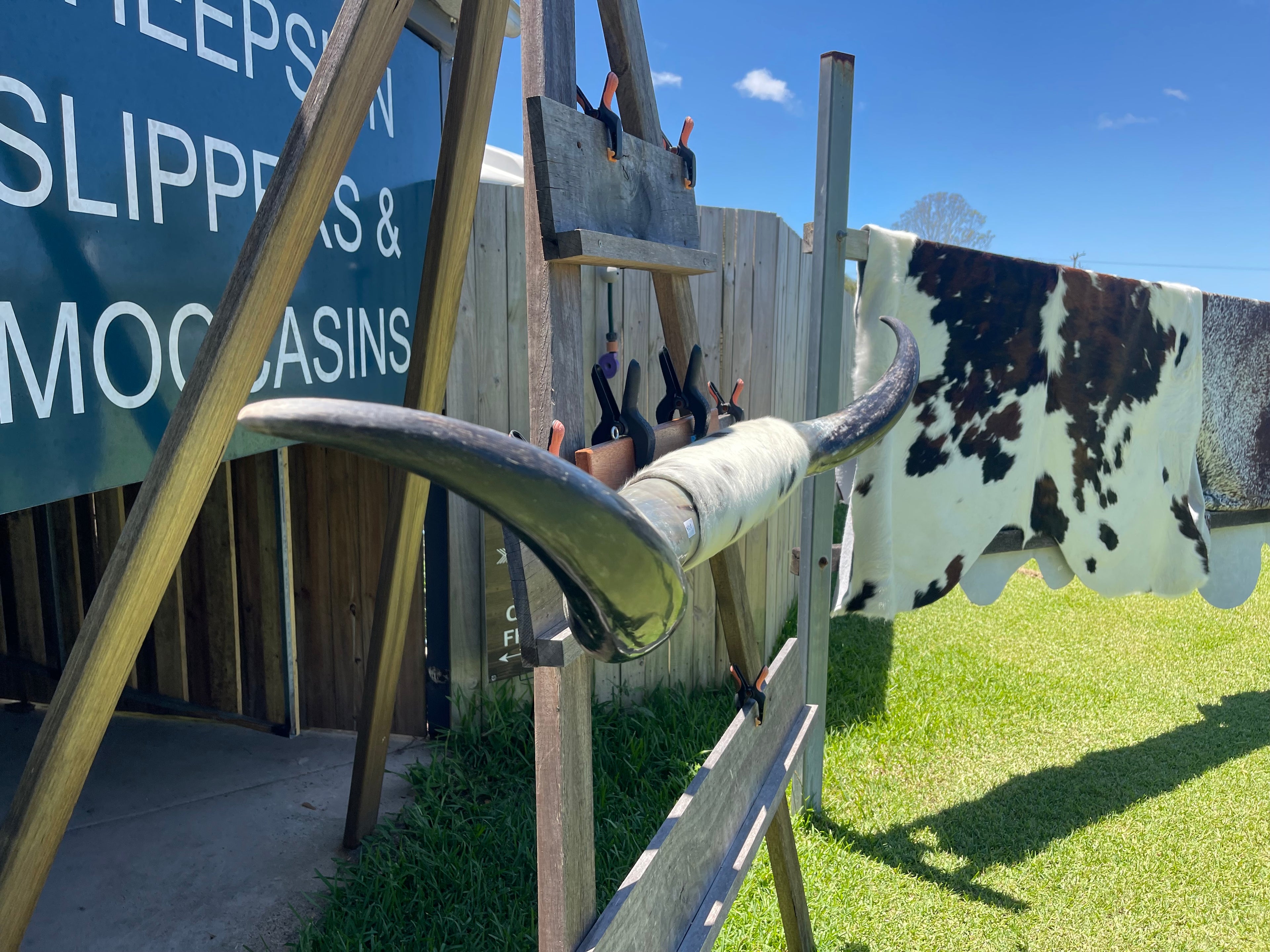 Mounted Cow Horns 10 (delivery extra on request)