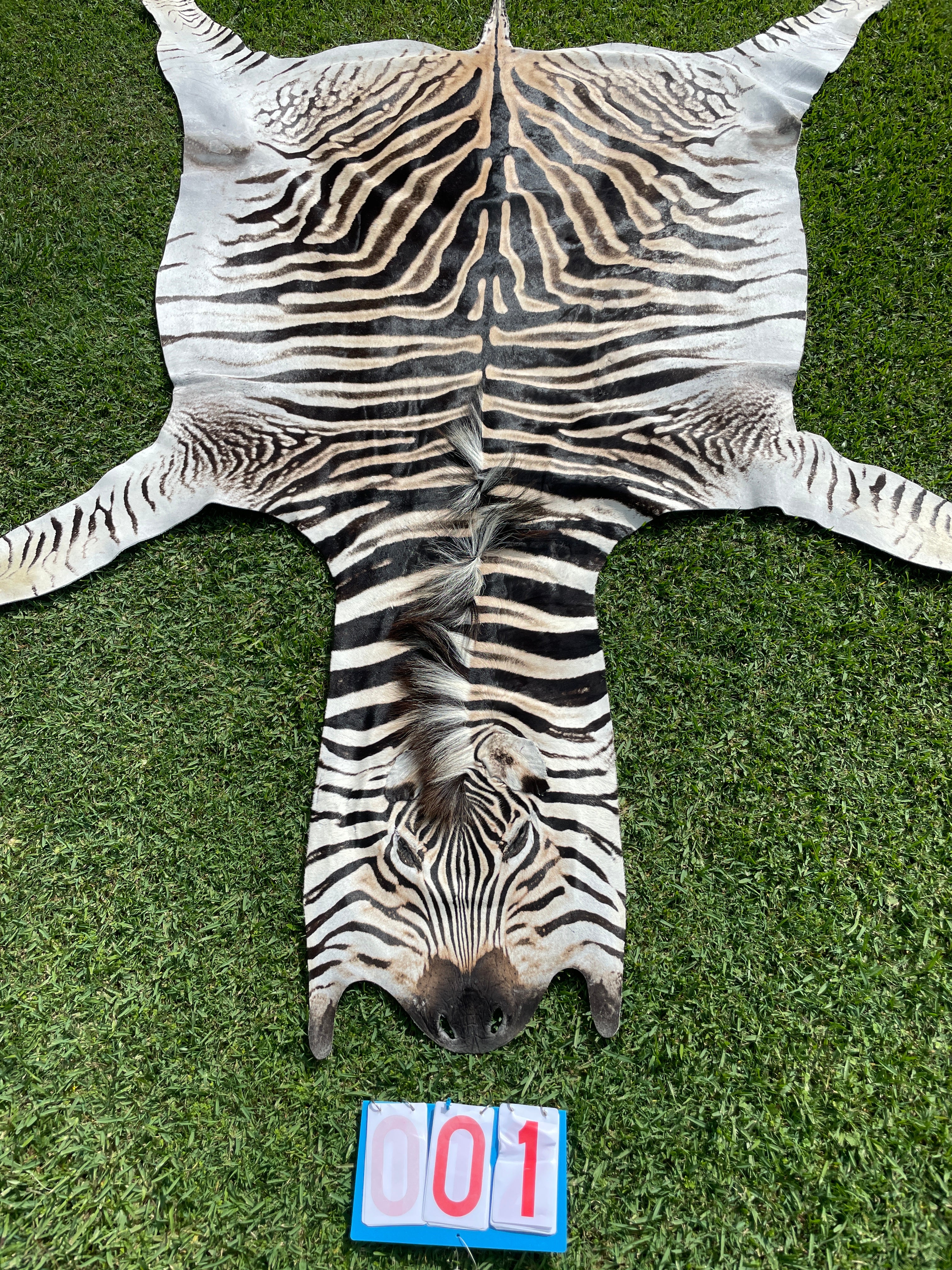 Specialty Skin - South African Zebra Skin (Real)