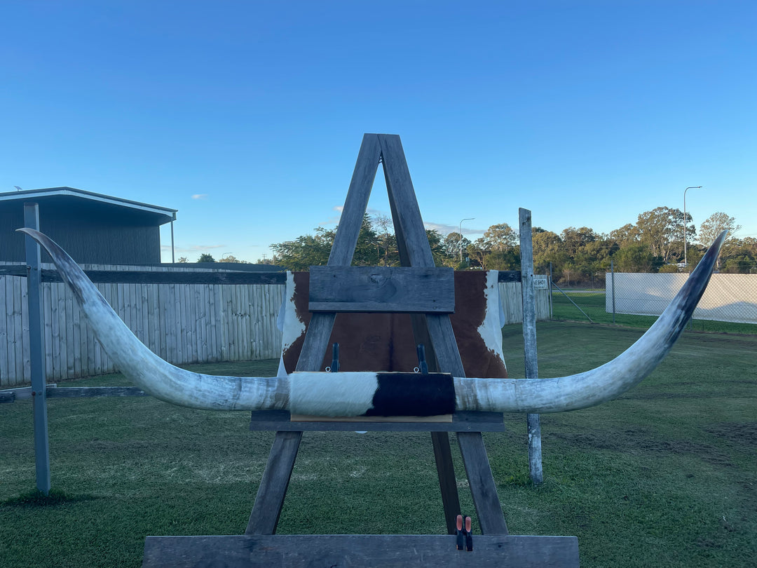 Mounted Cow Horns 51 (this set free delivery,can be dismantled )